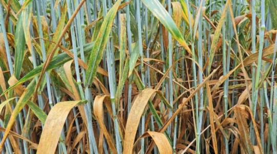 Fókuszban a zászlóslevél védelme