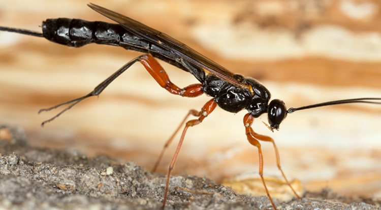 A fürkészdarázs a fénybogár lárváiba rakja petéit