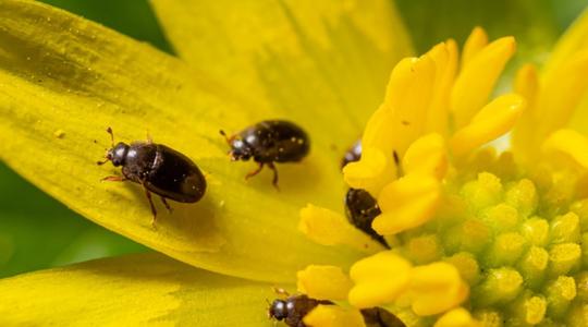 Eddig észre sem vettük őket, pedig nagy hasznot hajtanak a repcében
