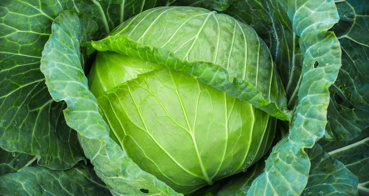 Aggasztóan alakul a káposzta ára