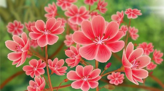 Meseszép, egész nyáron virágzik és végtelenül igénytelen! Ez a virág kell neked!