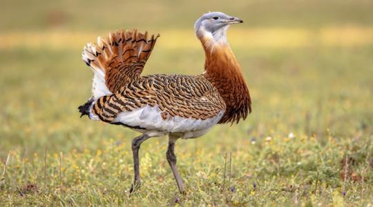 Állatkihajtás és egyéb csodás programok várnak ezen a hétvégén!