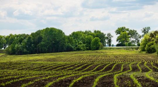 Nem csak műtrágya, talajépítő is: A mikrogranulált starterek rejtett hatásai