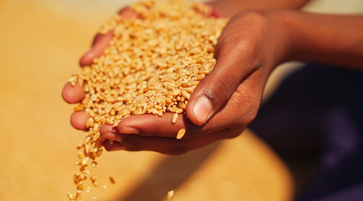 India évek óta nem exportált annyit, mint most fog