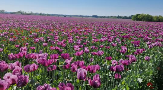 Tavaszi munkák a földeken – Yara termékekkel a sikeres, minőségi termesztésért