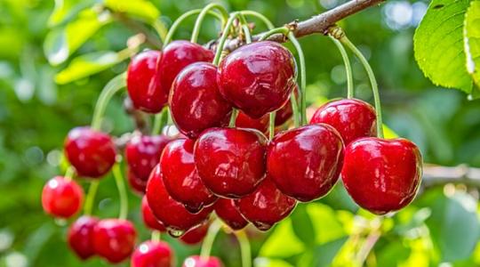 Milyen lesz a cseresznyetermés?