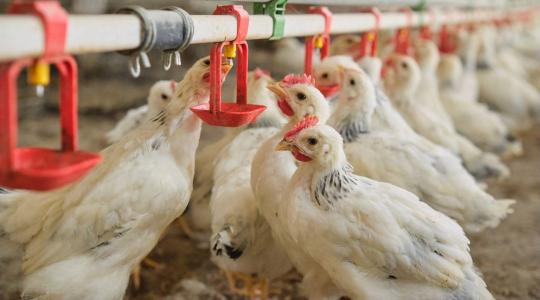 Veszélyben az európai piac? 300 millió euróból épít új birodalmat az ukrán baromfióriás