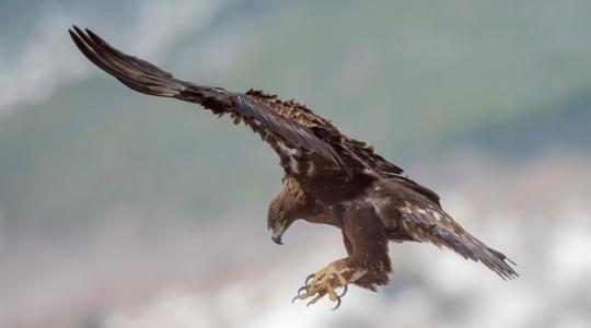 Brutális állatkínzás: szirti sassal vadászott macskákra