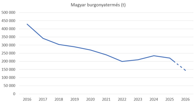 A burgonya egyre kisebb kultúra hazánkban 