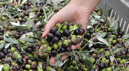 Megdöbbentő felfedezés: alábecsültük ezt az élelmiszert