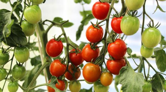 Borul a papírforma: a török geotermia és a marokkói koktélparadicsom tarolja le a piacot