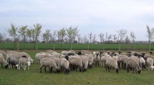 Stresszmentes tartás és több profit: A precíziós eszköz, ami megváltoztatja a juhászatot