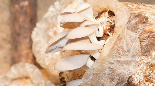 A túlélésért küzdenek a professzionális gombatermesztők