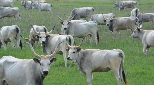 Indul a legeltetési szezon: megtelt a hortobágyi vásártér a Kihajtási Ünnepen