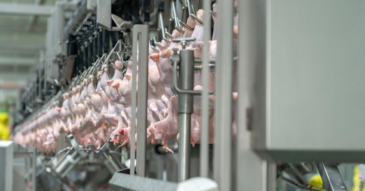 100 millió csirke évente: világszintű fejlesztési tempót diktál a magyar húsóriás