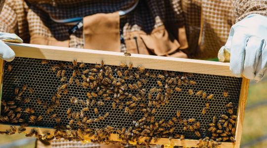 Ha ezen a környéken méhészkedsz, nagy a baj: mindent elégetnek a hatóságok