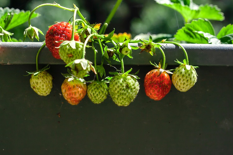 eper balkonládában