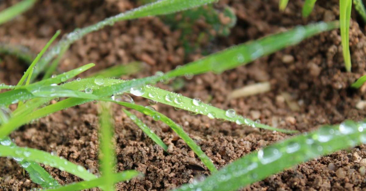 3 napos időjárás-előrejelzés: csapadékra szomjazik a föld