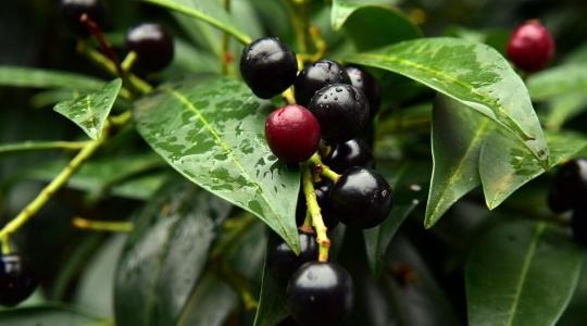 Veszélyes szépség: Svájcban már tiltják, nálunk még imádják a babérmeggyet