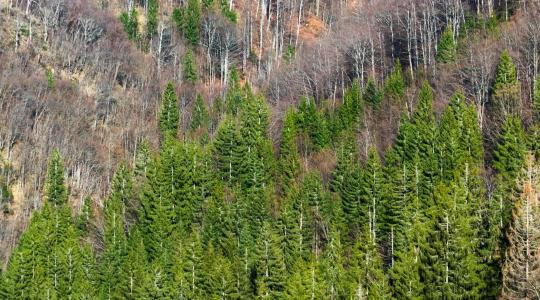Megszólalt a vészcsengő: tömegesen száradnak ki a magyarországi lucfenyők