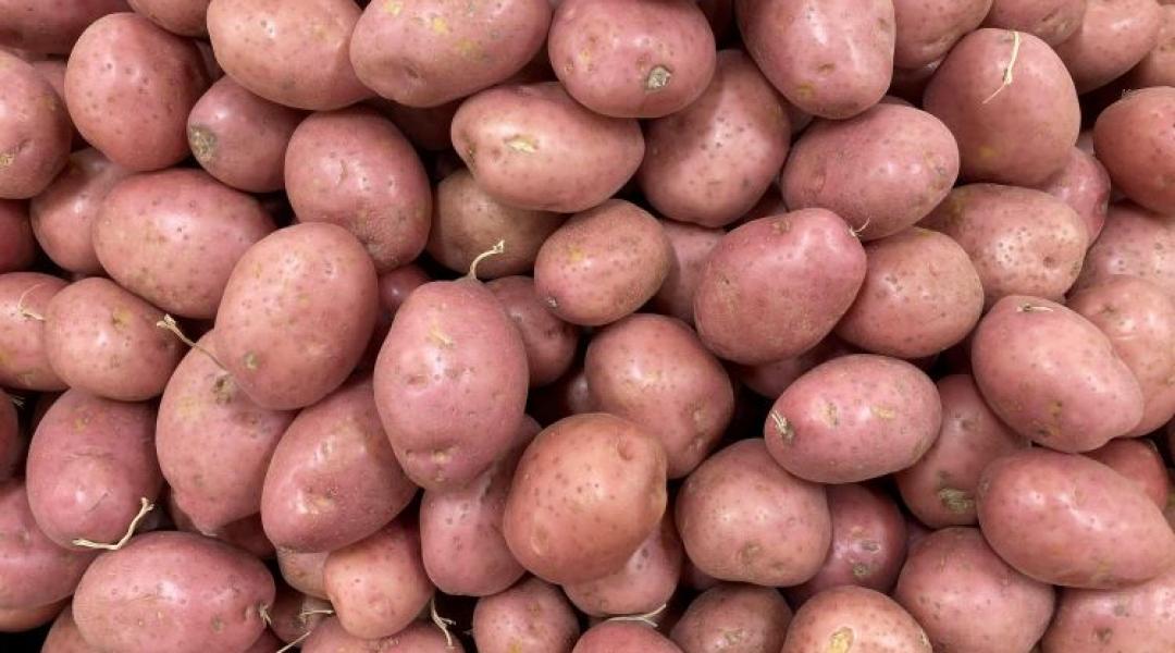 Burgonyaágazat: alkalmazkodás vagy lassú elsorvadás?