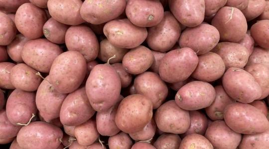 Burgonyaágazat: alkalmazkodás vagy lassú elsorvadás?