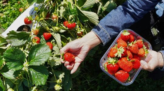 Olaszország üzbég vendégmunkásokkal enyhítené a munkaerőhiányt