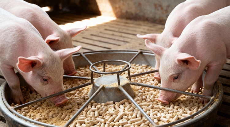 A sertésárak javulása a hizlaláshoz is meghozza a kedvet