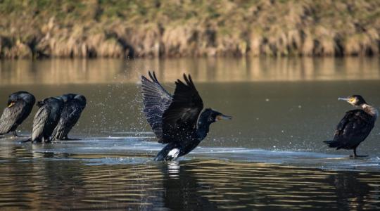 Dől a mítosz: a kormorán pont azt a halat nem eszi meg, amit kellene