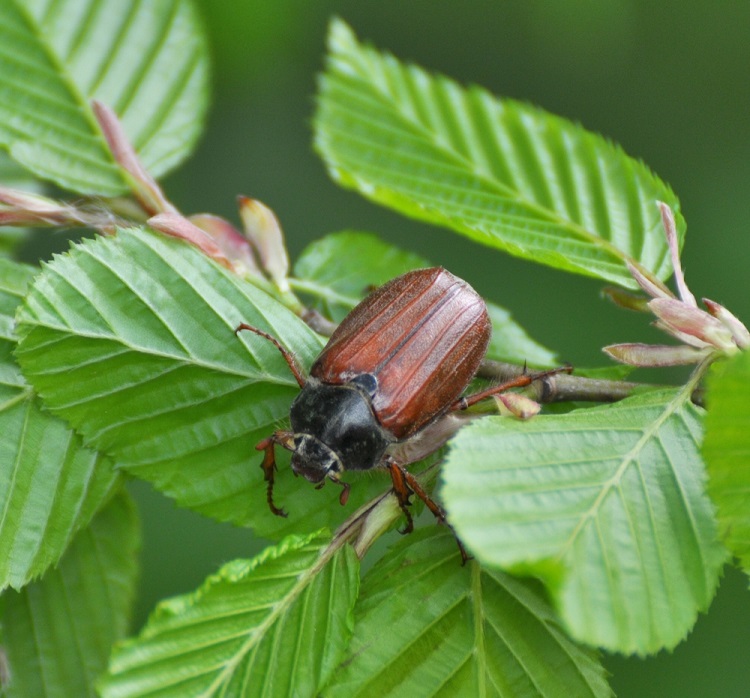 májusi cserebogár