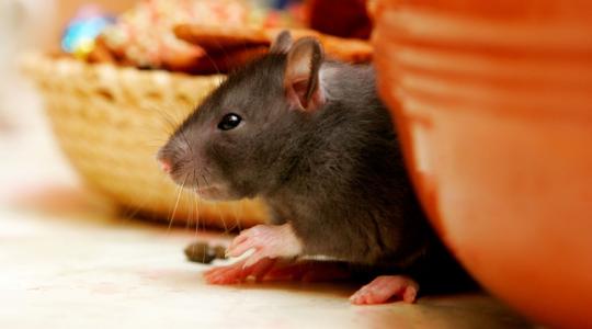 Patkányok: ezzel a filléres trükkel többé nem mennek a közeledbe!