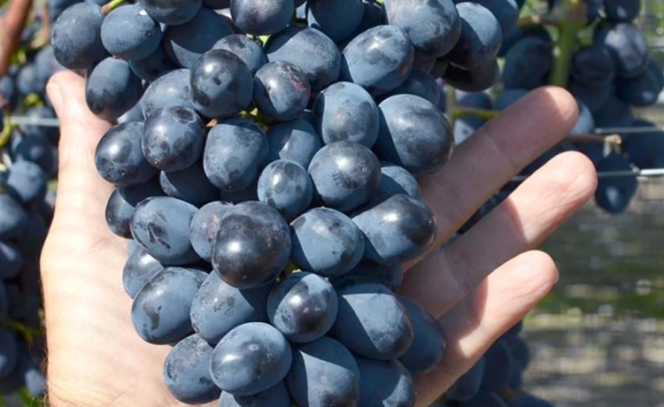 A Moldova fajta 40 éve sikertörténet