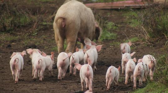 A sertéstelepeket is elérte a pusztító kór ebben az európai országban