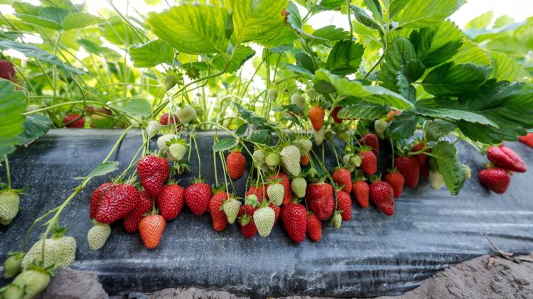 Forrás: Nemzeti Agrárgazdasági Kamara