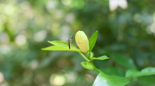 Vége a tavalyi rémálomnak? Jelentős fordulatot várnak a szúnyograjzásban a kutatók
