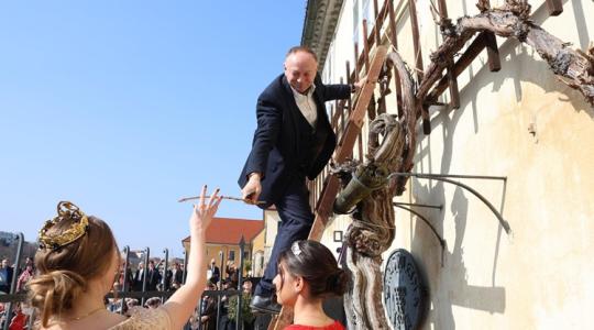 Szenzáció: ezért ajándékozzák el a híres maribori szőlőmatuzsálem hajtásait