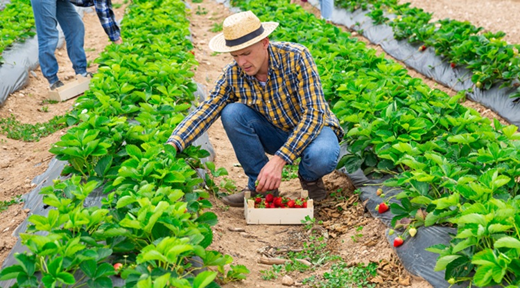 A szabadföldi epreket döntően Szedd magad akciók keretében árusítják a termelők