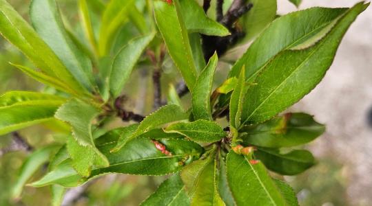 Hiába a fagy, a tafrina nem állt le: így mentheted meg a gyümölcsfákat a levélfodrosodástól