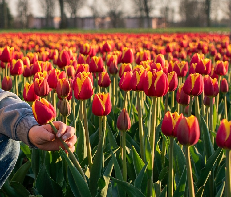 tulipán