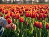 Vigyázz! Ha elhervadt a tulipán a kertben, nehogy ezt tedd vele!