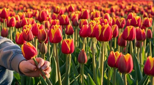 Vigyázz! Ha elhervadt a tulipán a kertben, nehogy ezt tedd vele!