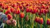 Vigyázz! Ha elhervadt a tulipán a kertben, nehogy ezt tedd vele!