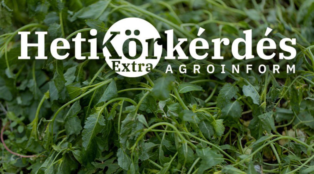 Miért ne bízzuk a vakszerencsére a zöldtrágyanövények kiválasztását? – Heti Körkérdés Extra