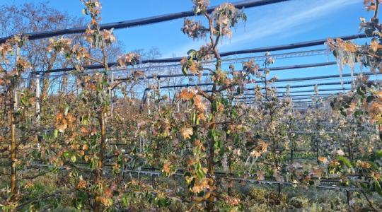 Van, ahol a fagy már mindent vitt