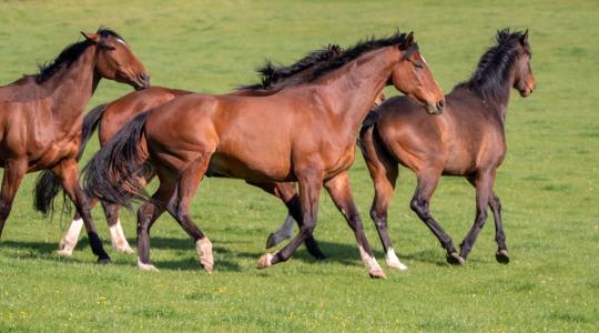 Lógyógyászati szerek nagyító alatt: 6 terméknél találtak hibát a hatóságok