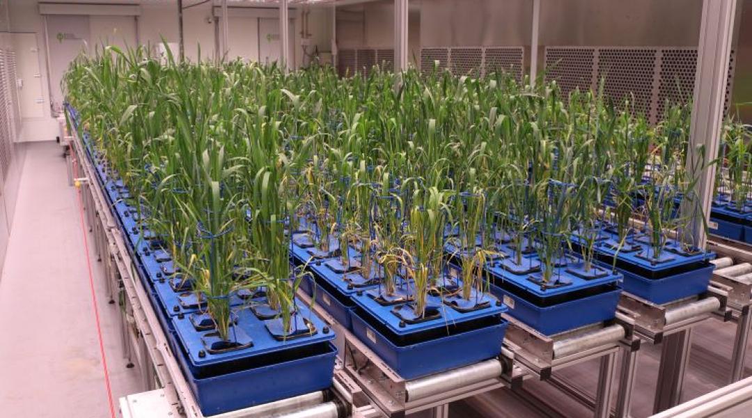 Mentőöv a gazdáknak: Olyan búza- és kukoricafajták jöhetnek, amik bírják a szélsőségeket