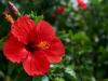Gyönyörű hibiszkusz? Ez az apróság kell hozzá!