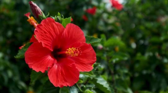 Gyönyörű hibiszkusz? Ez az apróság kell hozzá!
