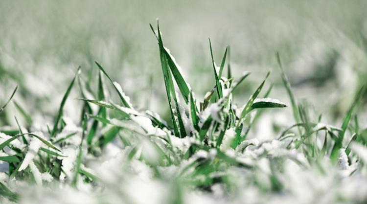 Még csak a bokrosodásnál jártak a búzák, és a bimbóknál a gyümölcsfák