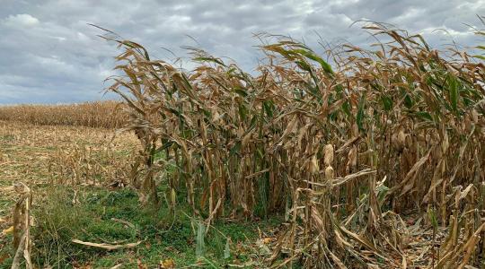 Aszály Magyarországon: veszélyben a termés és a gazdák jövője